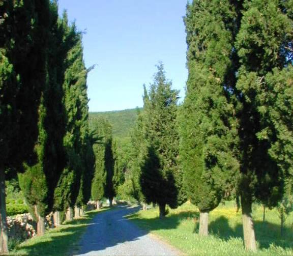 Agriturismo Natura E Salute San Gimignano Exterior photo