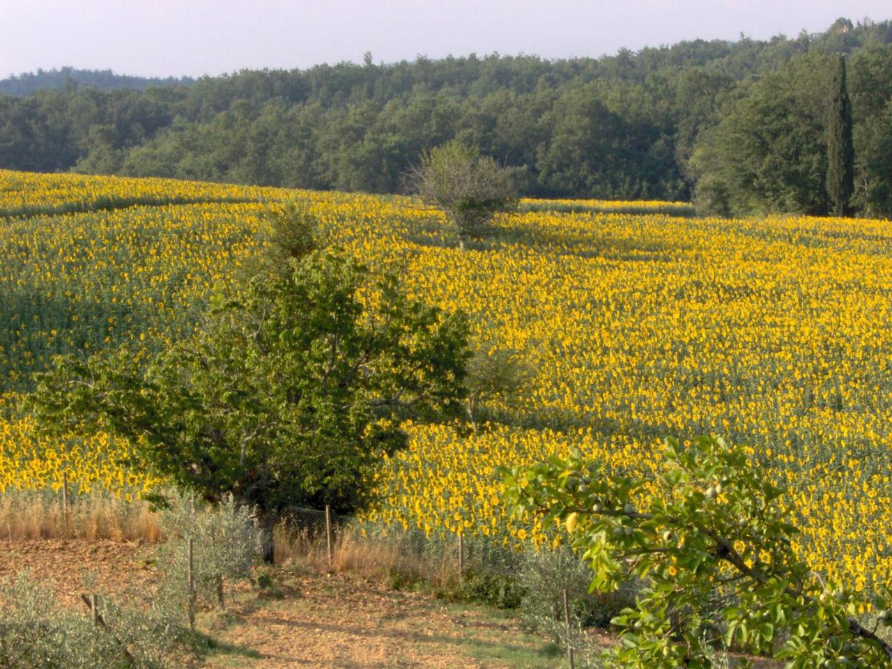 Agriturismo Natura E Salute San Gimignano Exterior photo